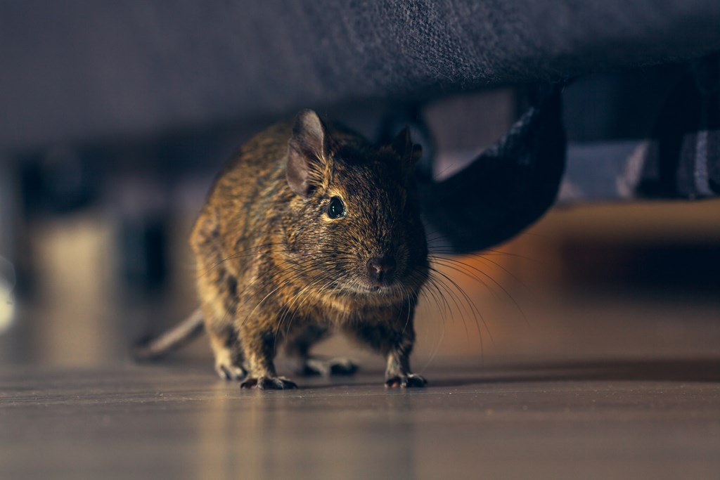 A small rodent under furniture.