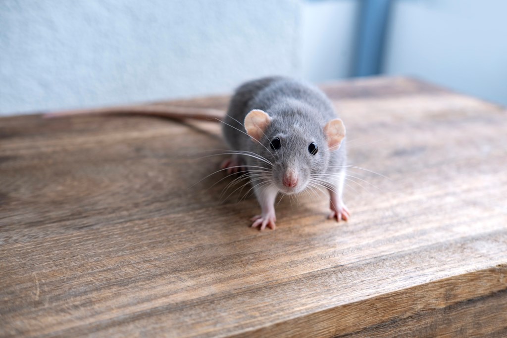 Close up of a mouse.
