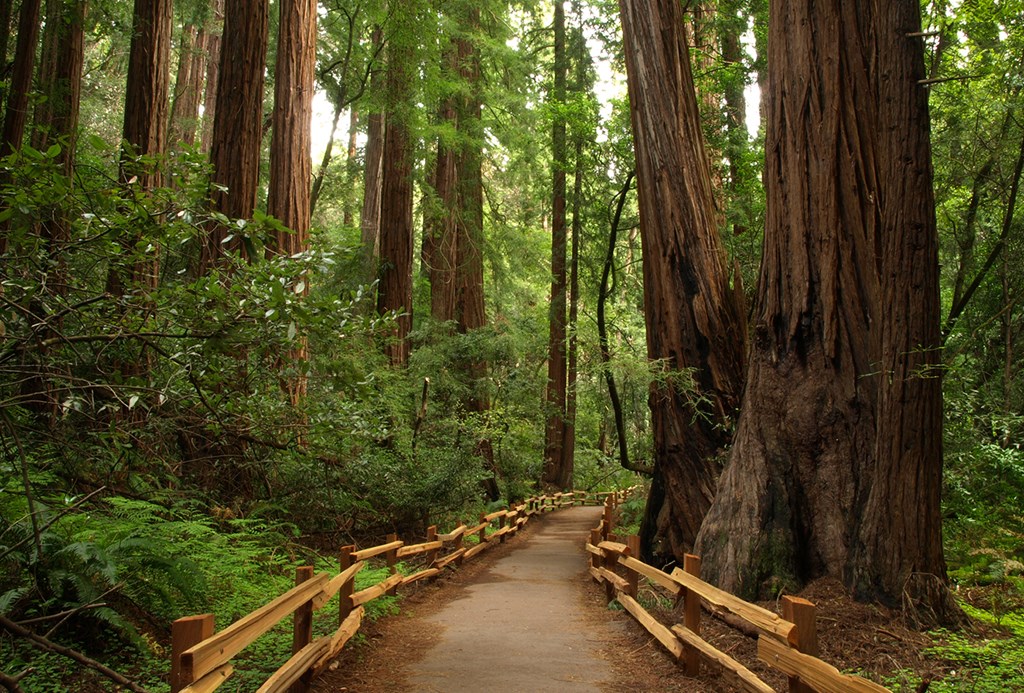 A beautiful morning in Muir Woods