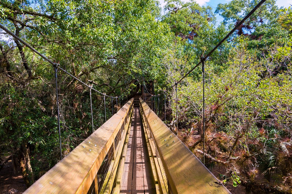 Wooden walk way cross over tree tops surrounded by tropical plants. Myakka State Park, Florida.