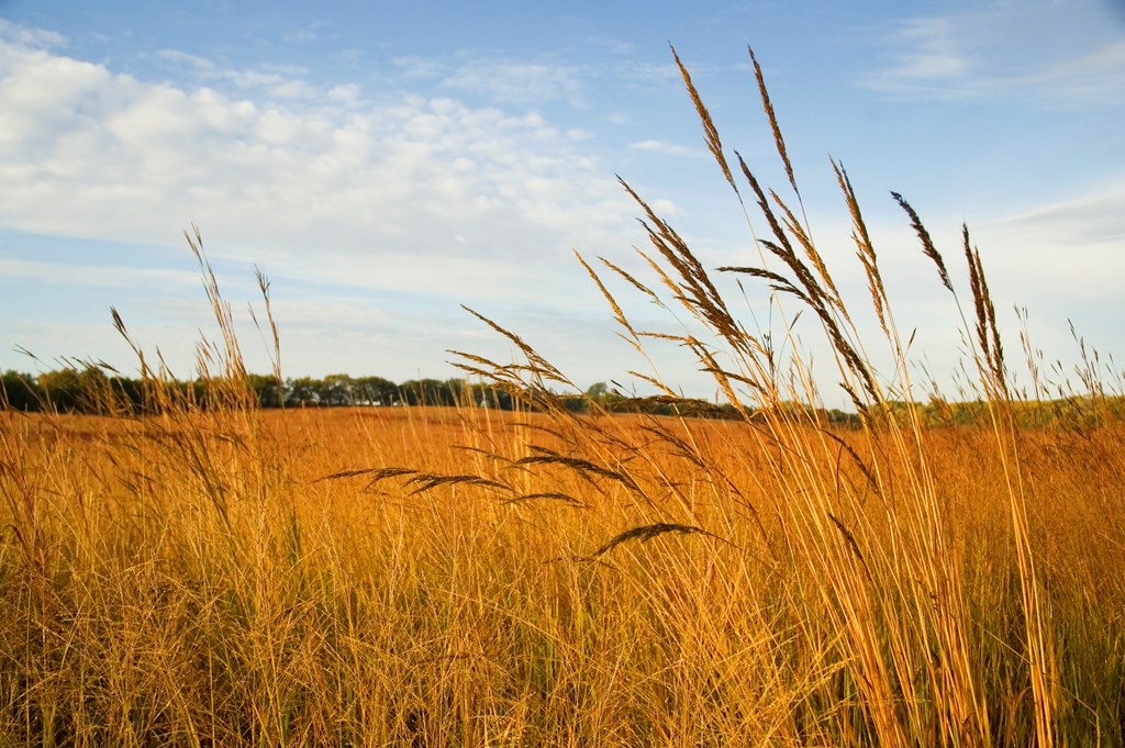 Autumn on a restored tall grass prairie; Indian grass (Sorghastrum nutans) in the foreground.