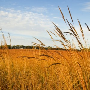 6 State and National Parks to Explore Tallgrass Prairie Image
