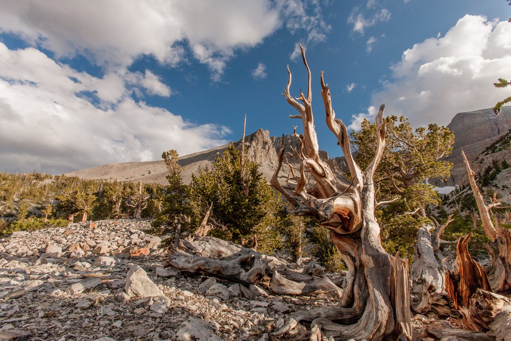 A petrified tree is in the foreground of a rock, high-desert landscape in Nevada's Great Basin National Park.