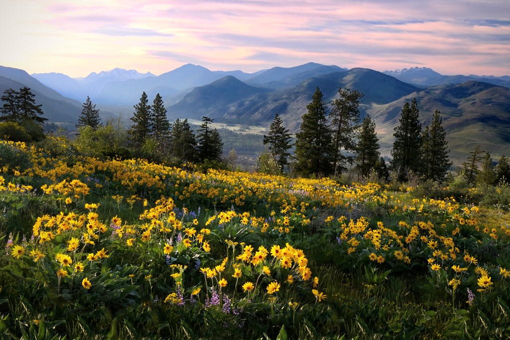 Medicinal homeopathic plant.  North Cascades National Park. Washington. USA