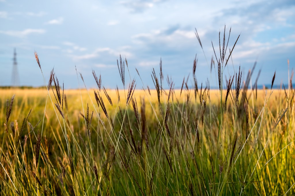 Closeup of tallgrass with cloudscape in background.