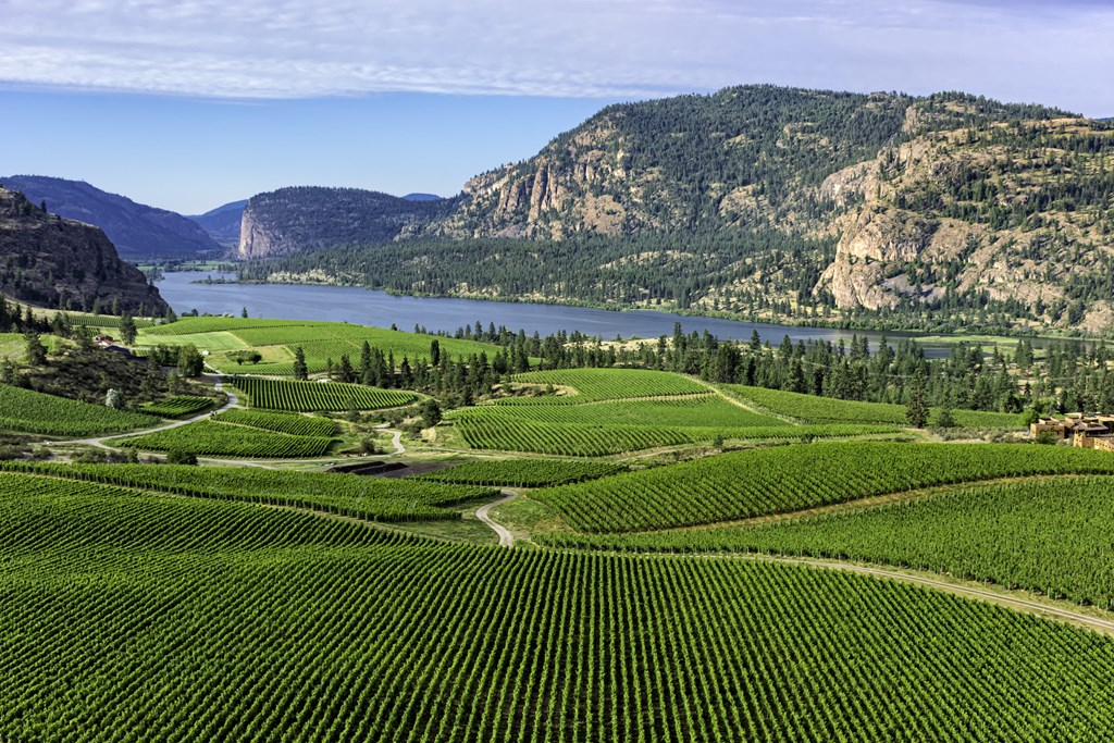 Wine Vineyards in the south Okanagan near Pentiction British Columbia Canada with Vaseux Lake and mountain cliffs in the background.