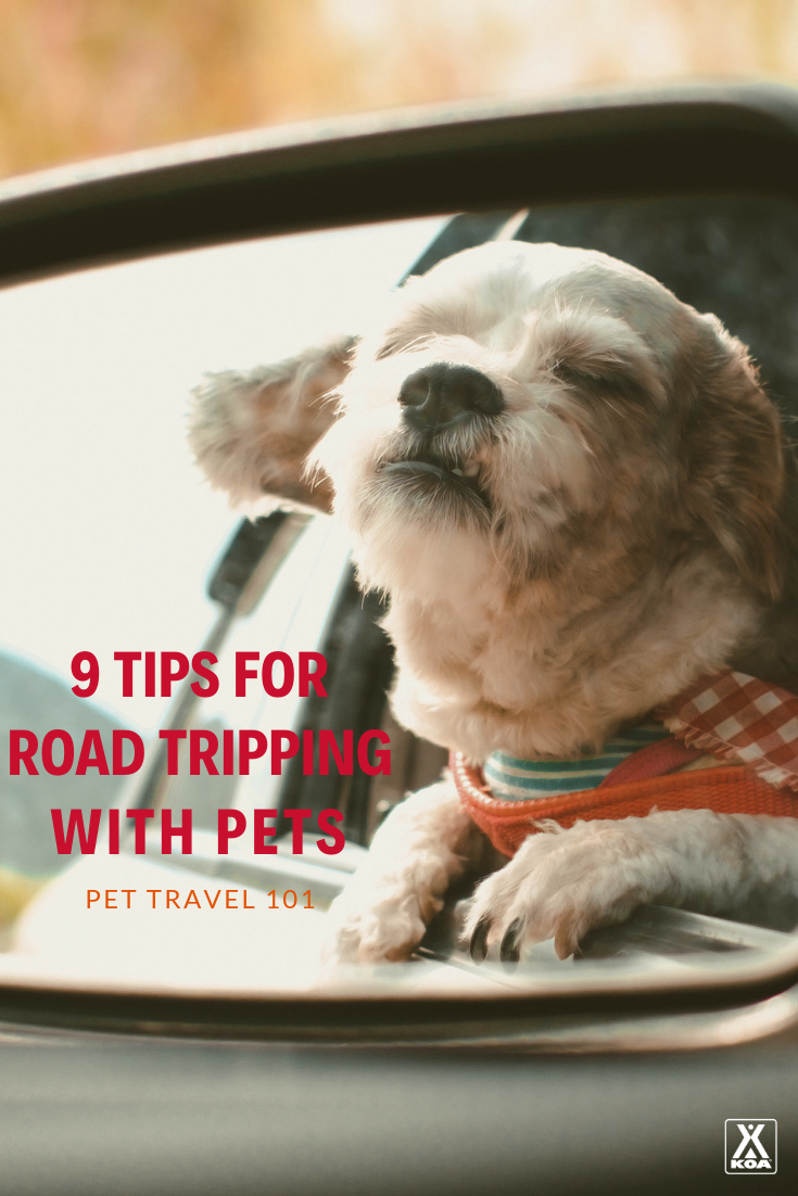 Plan a Road Trip with Your Pet