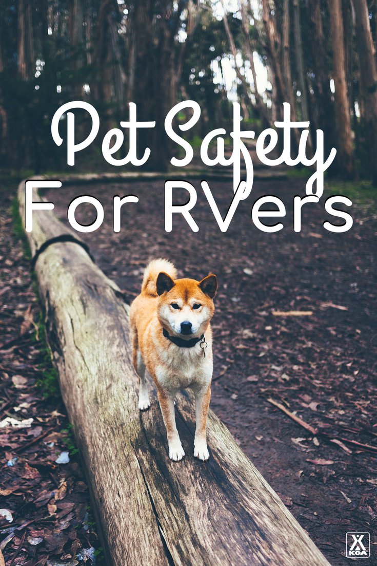 Keep your pets safe and happy in your RV.