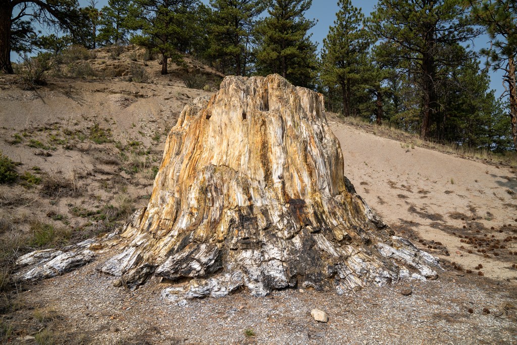Big Stump, a petrified tree in Florissant Fossil Beds National Monument.