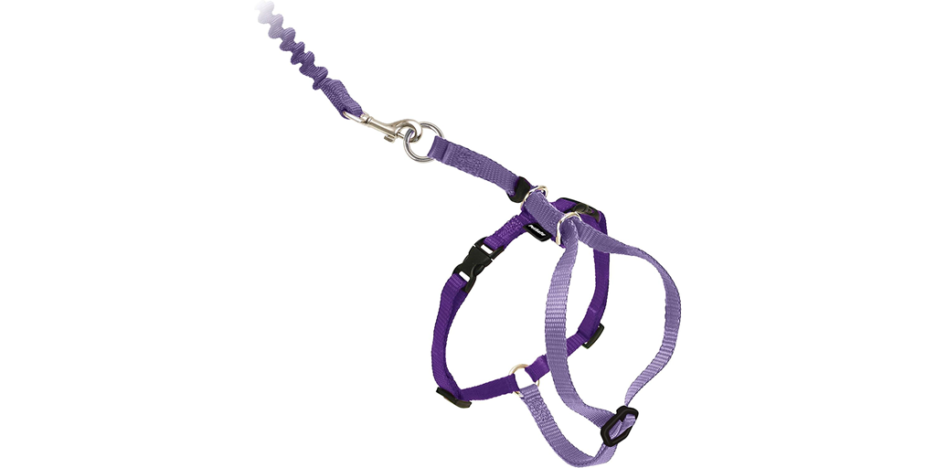 A harness and leash for a cat.