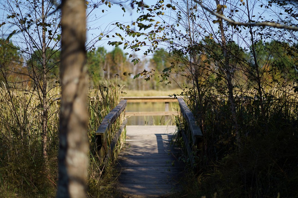 A bridge surrounded by trees leading to a lake at Phinizy Swamp Nature Park in Augusta, Georgia