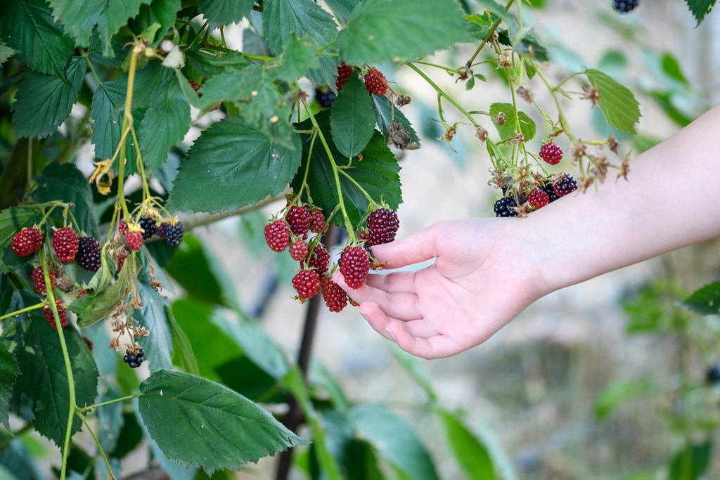 Closeup of a woman picking blackberries.