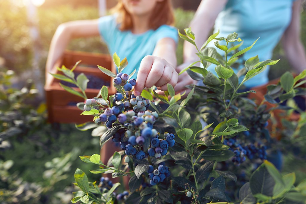 Family picking blueberries.