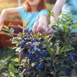 5 of the Best Places to Go Berry Picking in Alaska Image
