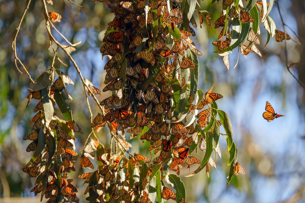 Monarch butterflies cluster in the limbs of majestic Eucalyptus trees, Pismo Beach Grove, California Central Coast