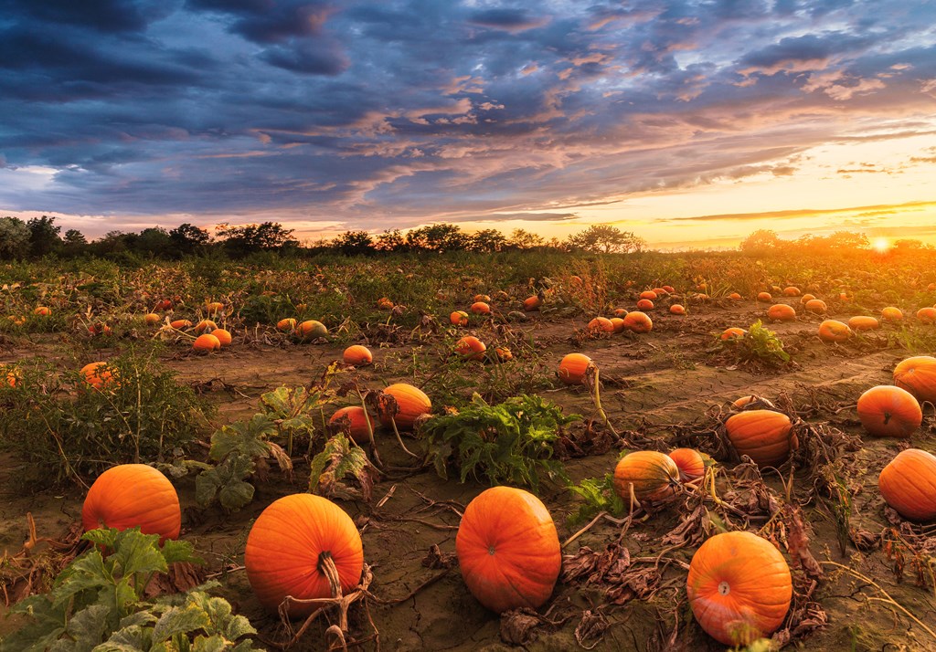 Field of pumpkins during a cloudy sunset.