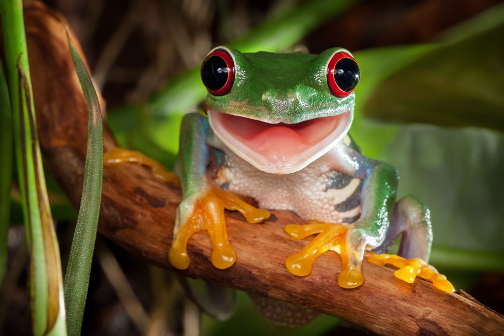 Red-eyed tree frog sitting on a branch and smiling.