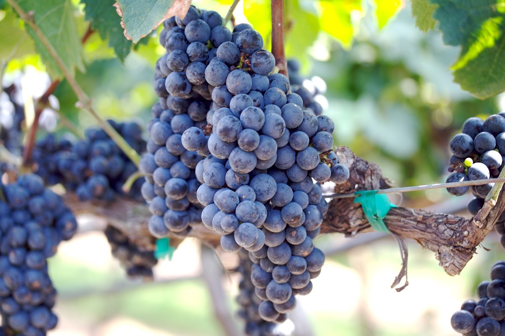 Red wine grapes on the vine in Dahlonega, Georgia