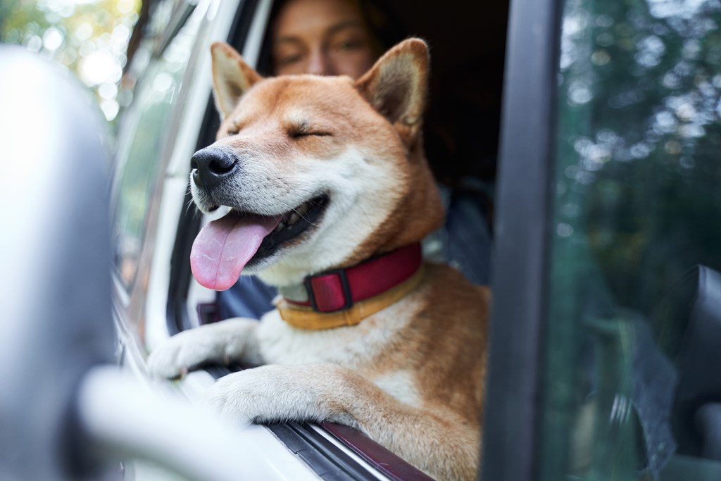Shiba inu dog enjoying a car ride. Happy dog riding in the car, while sticking his head out of the window and screwing up his eyes in pleasure.