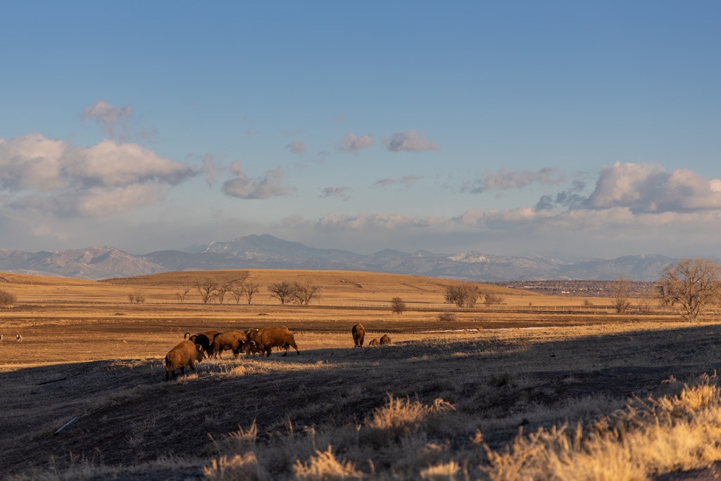 Buffalo in the Rocky Mountain Arsenal Wildlife Refuge, near Denver, Colorado, USA.
