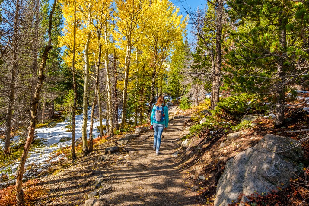Woman  walking on trail in aspen grove  during autumn in Rocky Mountain National Park. Colorado, USA.