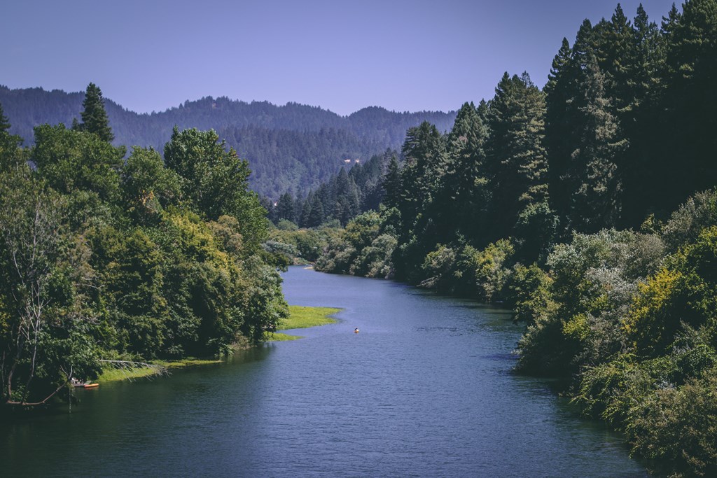 The Russian River in California meanders amidst dense pine trees.