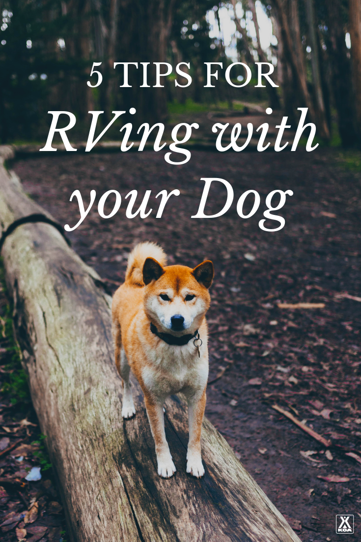 Tips for RVing with Your Dog