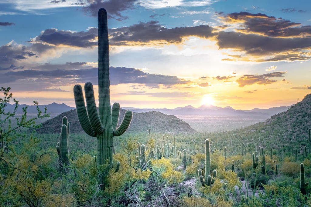 Large cacti on a hill at sunset in Saguaro National Park in Arizona.