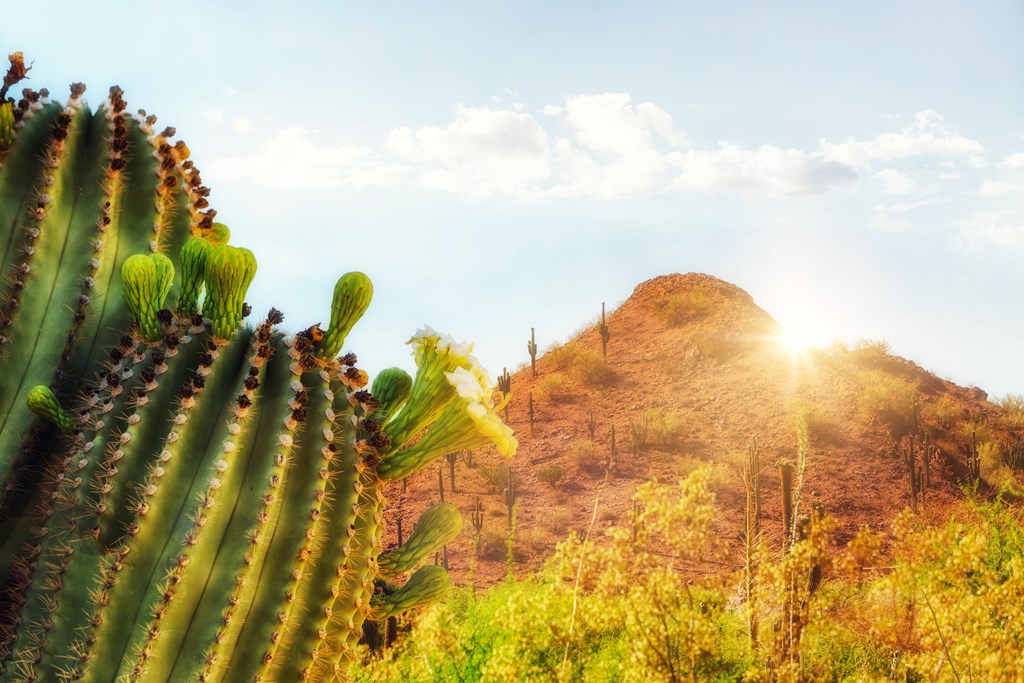 Phoenix Arizona travel scene with blooming saguaro cactus, red mountain and sunshine