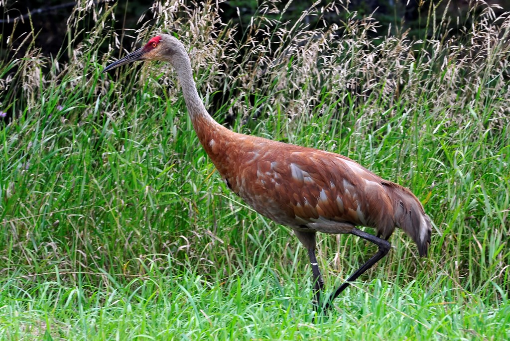 A sandhill crane photographed in the Seney National Wildlife Refuge in the Upper Peninsula of Michigan. 