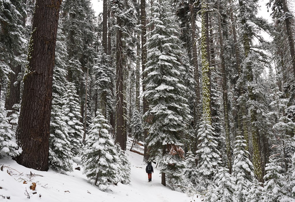 Man hikes through a snowy white winter mountain and tree landscape in Sequoia National Park.
