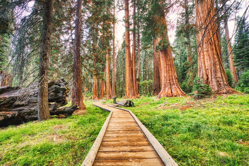 A wooden boardwalk trail between giant sequoias in the Sequoia National Park, California.