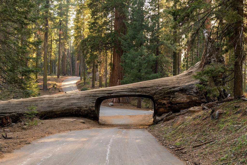 A quiet sunny spring evening at Tunnel Log, Sequoia and Kings Canyon National Park, California, USA.