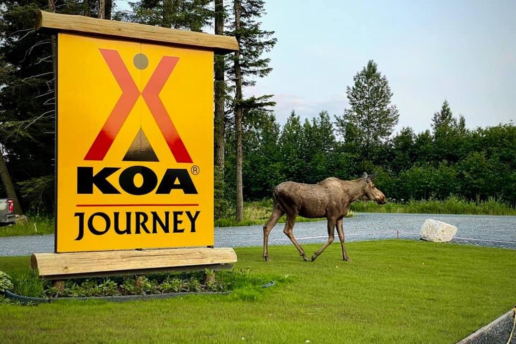 A moose walks by the entrance sign at Seward KOA.