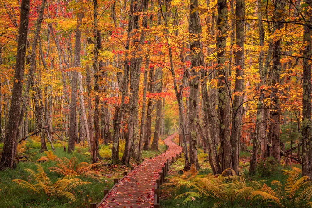 Boardwalk through Acadia National Park, Maine in the fall.