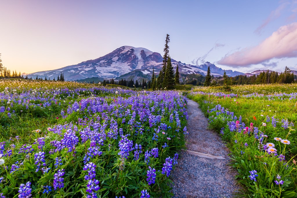 Purple wildflowers line a trail with snow-capped Mount Rainer in the distance.