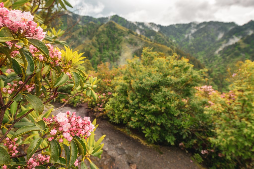 Pink flowers along a mountain trail with foggy mountains in the distance in the Smoky Mountains near Gatlinburg, Tennessee.
