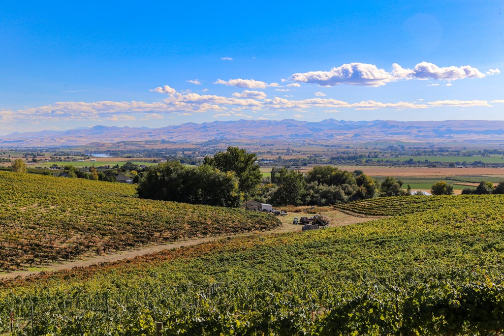 Vineyards and distance mountains in the Snake River Valley of Idaho.