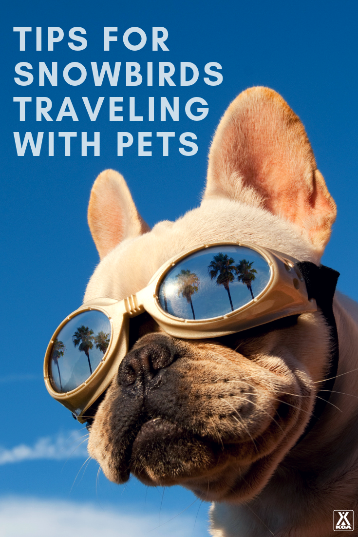 Tips for snowbirds traveling with pets