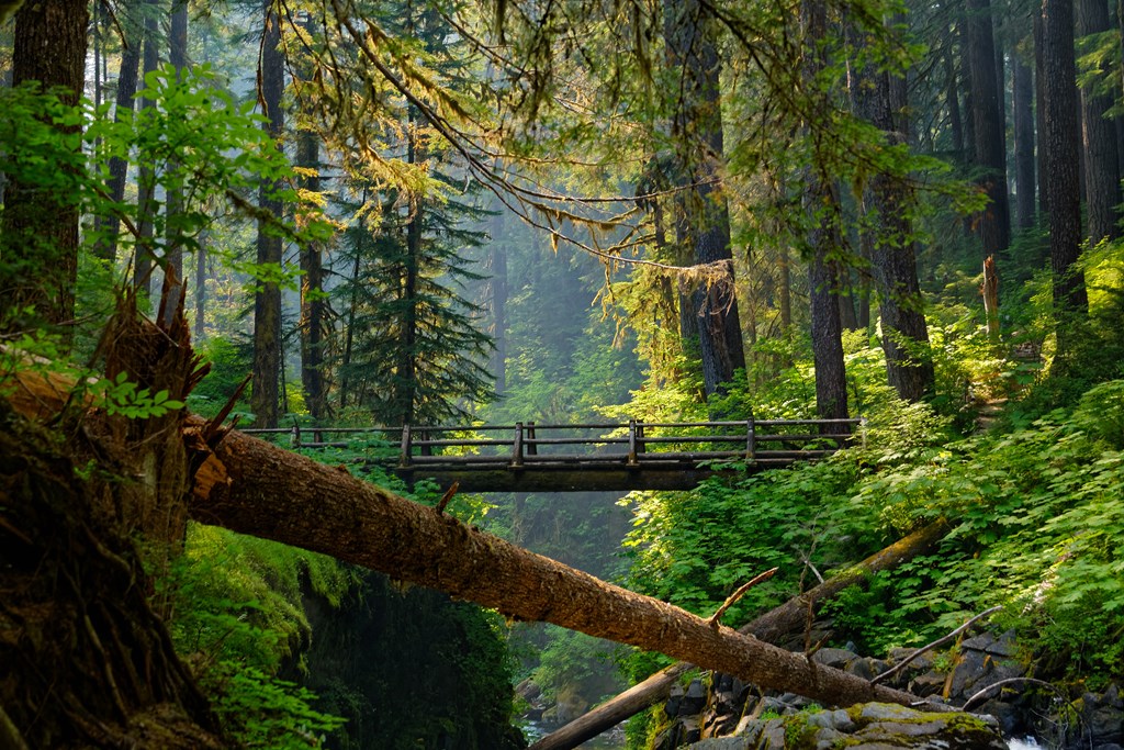 A bridge overlooking Sol Duc Falls in the lush forest of Olympic National Park.