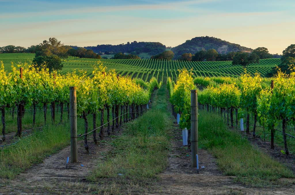 Sunset in the vineyards of Sonoma County, CA.