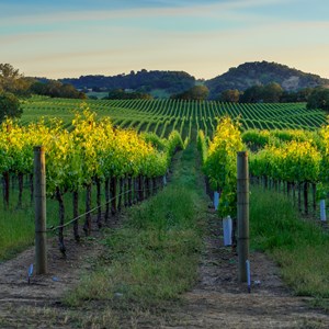 10 Things to Do in California Wine Country Image