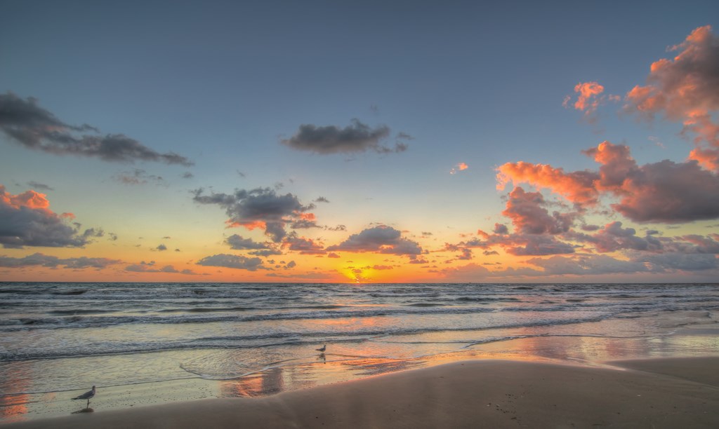 Seagulls at sunrise on a beach on South Padre Island, Texas.