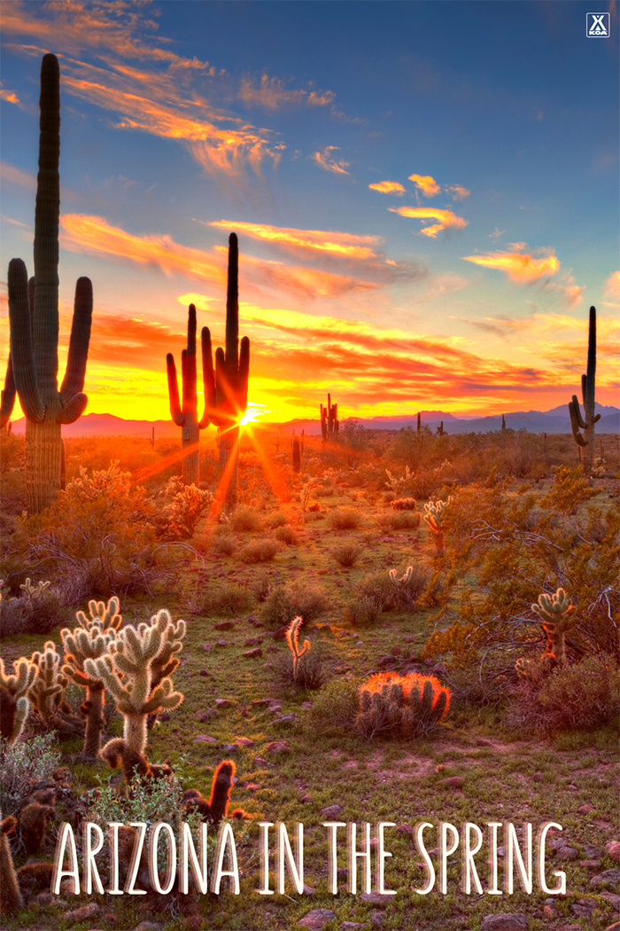 From perfect weather and endless sunshine to epic hiking opportunities, patio dining, and blooming cactus flowers, there are plenty of reasons to visit Arizona in the spring. Here a seven of the best reasons to plan a spring visit to Arizona.