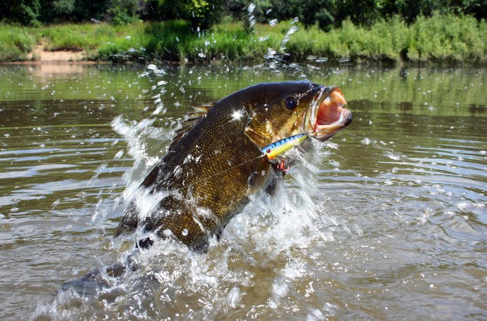 Wild-Looking Bass Fishing Baits That Catch Big Bass Wired2Fish