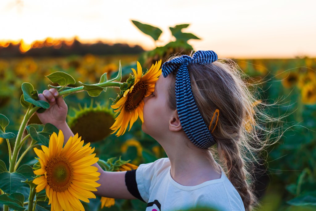 Girl in white t-shirt smelling a sunflower in a field at sunset. 