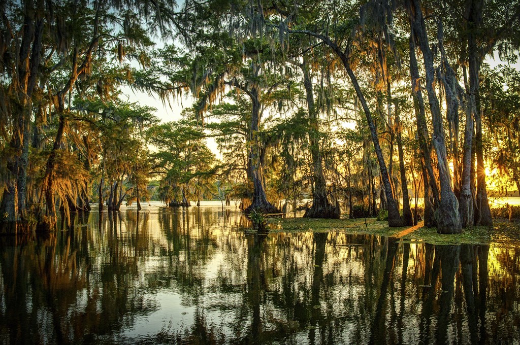 The swampy waters of the Louisiana Bayou.