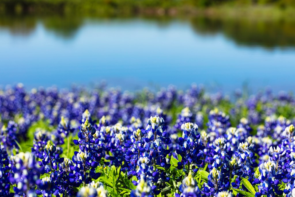 Close up view of beautiful bluebonnets along a lake in the Texas Hill Country.