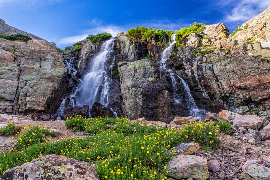 Yellow cinqufoil wildflowers line the base of Timberline Falls in Rocky Mountain National Park, Colorado.