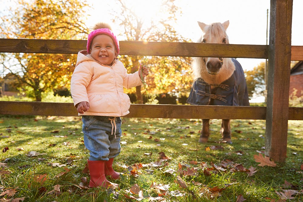 Toddler laughing at a pony in the fall.